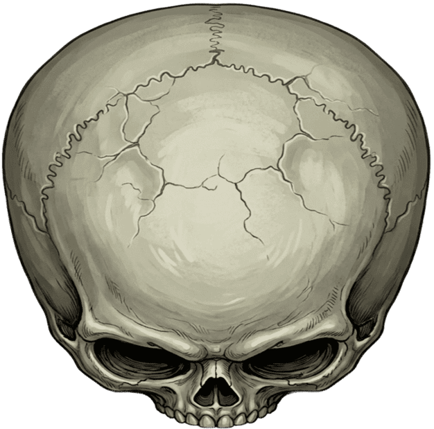 Skeleton