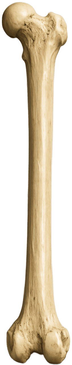 Bone